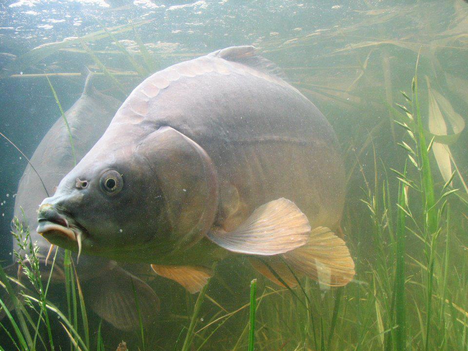 foto bune. - 487979412650185501183375368003n.jpg